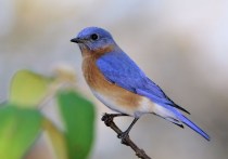 eastern_bluebird_11