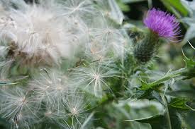 thistle 3